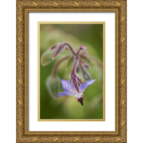 Close-up of a shooting star flower Gold Ornate Wood Framed Art Print with Double Matting by Rotenberg, Nancy