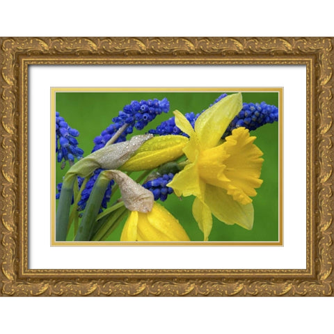 Detail of daffodil and hyacinth flowers Gold Ornate Wood Framed Art Print with Double Matting by Paulson, Don