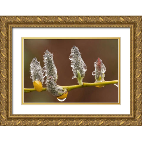 Close-up of raindrops on pussy willows Gold Ornate Wood Framed Art Print with Double Matting by Paulson, Don