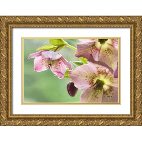 Close-up of hellebore flowers and bud Gold Ornate Wood Framed Art Print with Double Matting by Paulson, Don