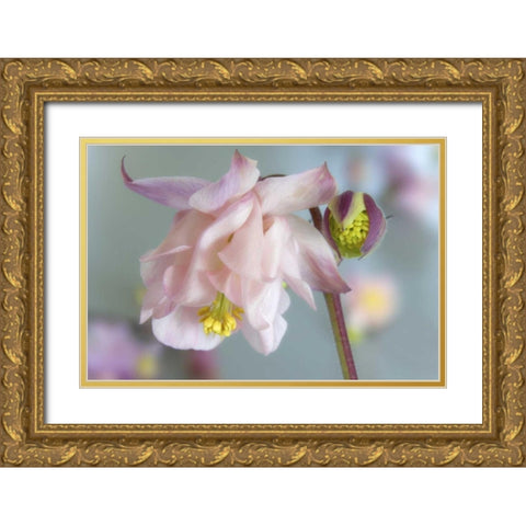 Close-up of columbine flowers Gold Ornate Wood Framed Art Print with Double Matting by Paulson, Don
