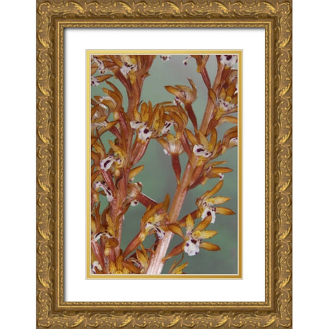 Close-up of spotted coralroot orchid Gold Ornate Wood Framed Art Print with Double Matting by Paulson, Don