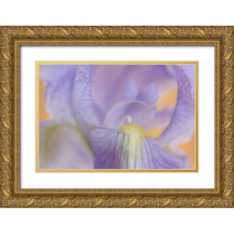 Close-up of iris blossom Gold Ornate Wood Framed Art Print with Double Matting by Paulson, Don