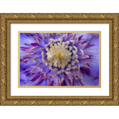 Close-up of clematis blossom Gold Ornate Wood Framed Art Print with Double Matting by Paulson, Don