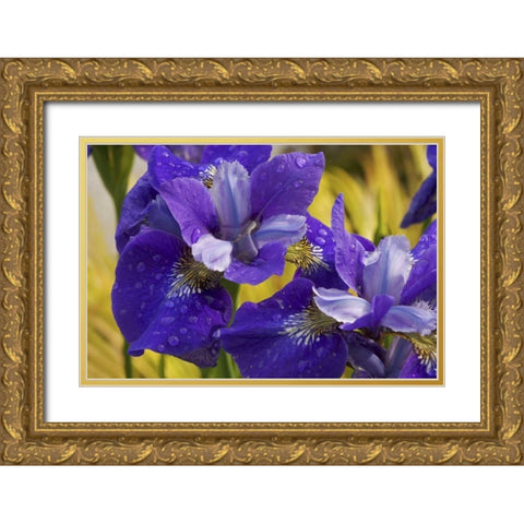Close-up of iris flowers in garden Gold Ornate Wood Framed Art Print with Double Matting by Paulson, Don