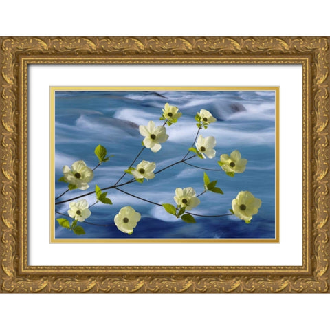 WA, Hood Canal Pacific dogwood blossoms Gold Ornate Wood Framed Art Print with Double Matting by Paulson, Don