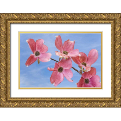 Close-up of pink dogwood flowers Gold Ornate Wood Framed Art Print with Double Matting by Paulson, Don