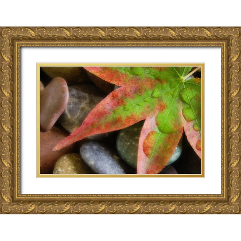 Smooth rocks and fall-colored maple leaf Gold Ornate Wood Framed Art Print with Double Matting by Paulson, Don