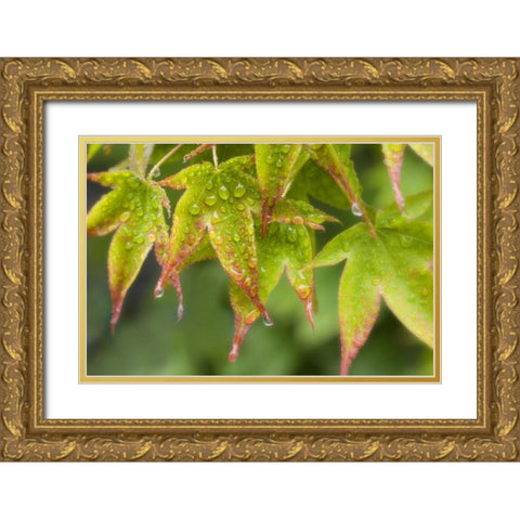 Maple leaves in the rain Gold Ornate Wood Framed Art Print with Double Matting by Paulson, Don