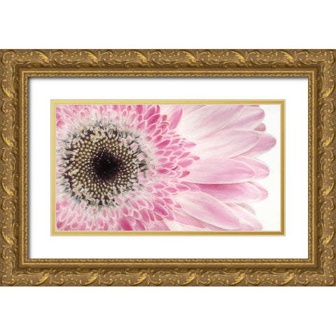 Gerbera Daisy  Gold Ornate Wood Framed Art Print with Double Matting by Jaynes Gallery