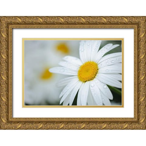 Canada Close-up of dew on common daisy Gold Ornate Wood Framed Art Print with Double Matting by Jaynes Gallery