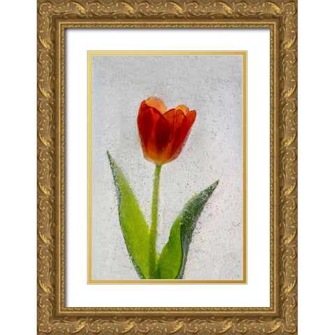 Tulip in ice Gold Ornate Wood Framed Art Print with Double Matting by Jaynes Gallery