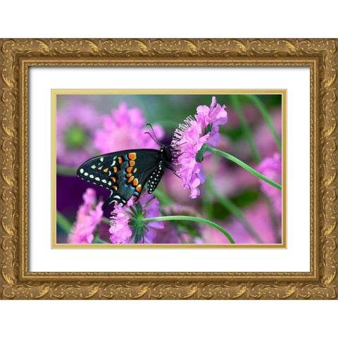 Black Swallowtail butterfly on Pincushion perennial flower Sammamish-Washington State Gold Ornate Wood Framed Art Print with Double Matting by Gulin, Darrell