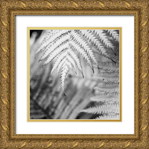 Fern. Gold Ornate Wood Framed Art Print with Double Matting by Muir, Janet