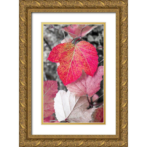 Close-up of an sycamore leaf rendered in red and grey. Gold Ornate Wood Framed Art Print with Double Matting by Muir, Janet