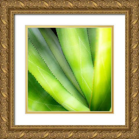 Close-up of vibrant agave leaves. Gold Ornate Wood Framed Art Print with Double Matting by Muir, Janet