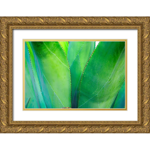 Close-up of vibrant agave leaves Gold Ornate Wood Framed Art Print with Double Matting by Muir, Janet