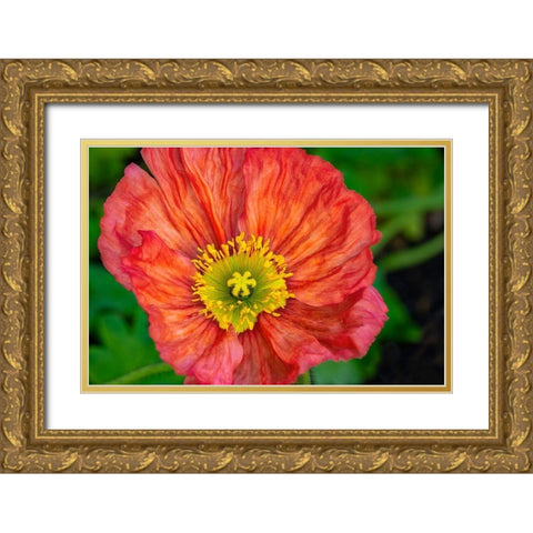 Orange poppy Gold Ornate Wood Framed Art Print with Double Matting by Engelbrecht, Jim
