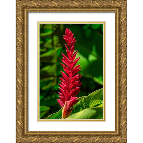 Alpinia purpurata Gold Ornate Wood Framed Art Print with Double Matting by Engelbrecht, Jim