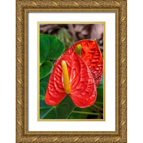 Anthurium Gold Ornate Wood Framed Art Print with Double Matting by Engelbrecht, Jim