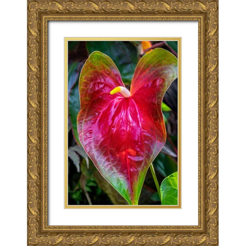 Anthurium Gold Ornate Wood Framed Art Print with Double Matting by Engelbrecht, Jim