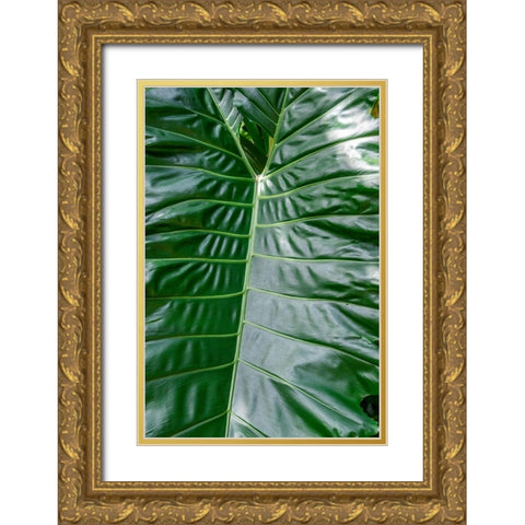 Anthurium leaf Gold Ornate Wood Framed Art Print with Double Matting by Engelbrecht, Jim