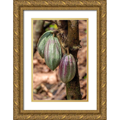 Cacao fruit Gold Ornate Wood Framed Art Print with Double Matting by Engelbrecht, Jim