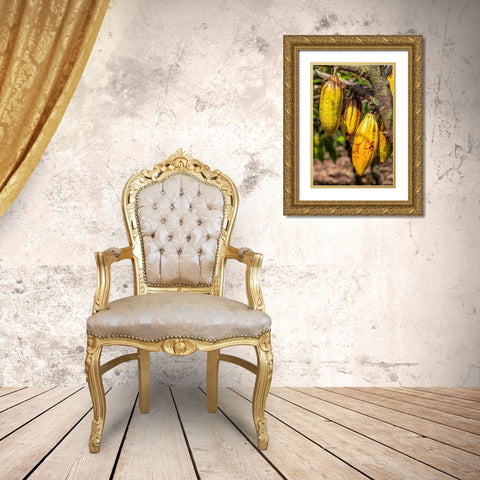 Cacao fruit Gold Ornate Wood Framed Art Print with Double Matting by Engelbrecht, Jim
