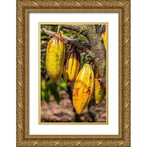 Cacao fruit Gold Ornate Wood Framed Art Print with Double Matting by Engelbrecht, Jim