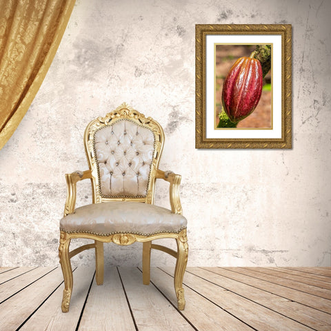 Cacao fruit Gold Ornate Wood Framed Art Print with Double Matting by Engelbrecht, Jim