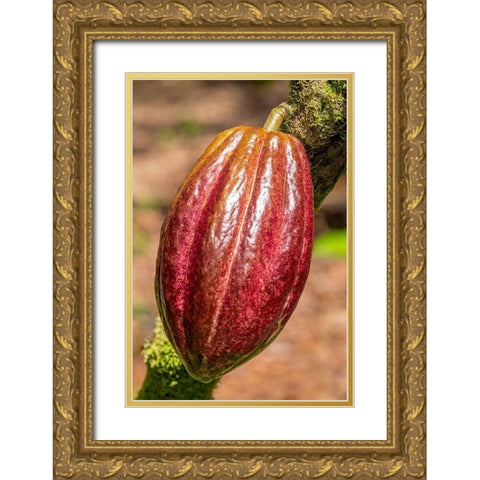 Cacao fruit Gold Ornate Wood Framed Art Print with Double Matting by Engelbrecht, Jim