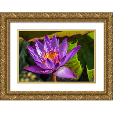 Cape Blue Water lily Gold Ornate Wood Framed Art Print with Double Matting by Engelbrecht, Jim