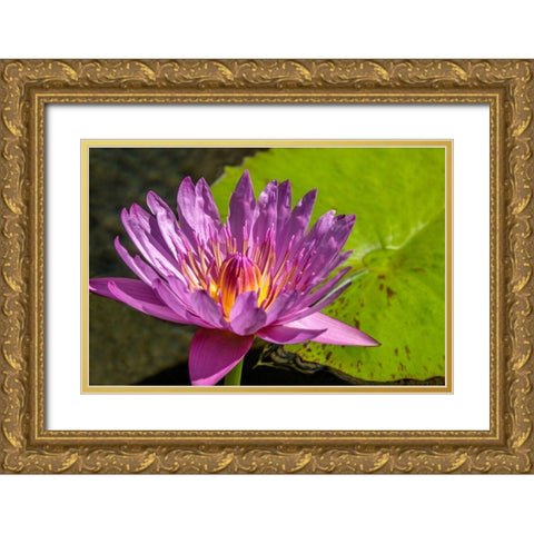 Cape Blue Water lily Gold Ornate Wood Framed Art Print with Double Matting by Engelbrecht, Jim