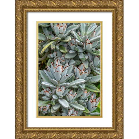 Chocolate Soldier Kalanchoe Gold Ornate Wood Framed Art Print with Double Matting by Engelbrecht, Jim