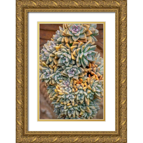 Crassulaceae-succulent Gold Ornate Wood Framed Art Print with Double Matting by Engelbrecht, Jim