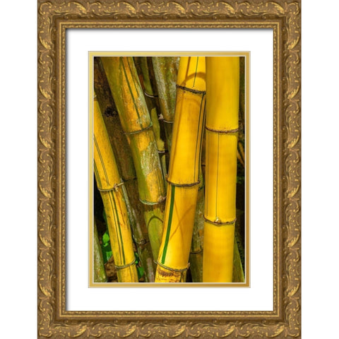 Detail of golden bamboo Gold Ornate Wood Framed Art Print with Double Matting by Engelbrecht, Jim