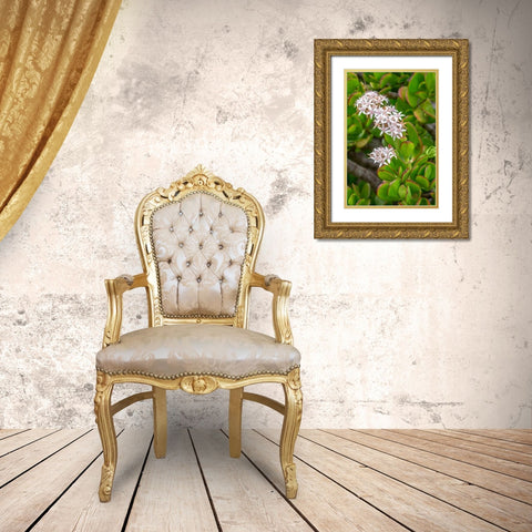 Flowering Stonecrop Gold Ornate Wood Framed Art Print with Double Matting by Engelbrecht, Jim