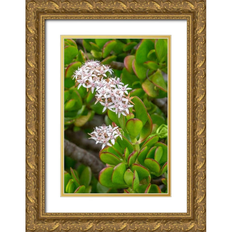 Flowering Stonecrop Gold Ornate Wood Framed Art Print with Double Matting by Engelbrecht, Jim