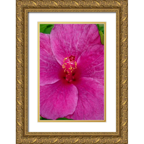 Hibiscus Gold Ornate Wood Framed Art Print with Double Matting by Engelbrecht, Jim