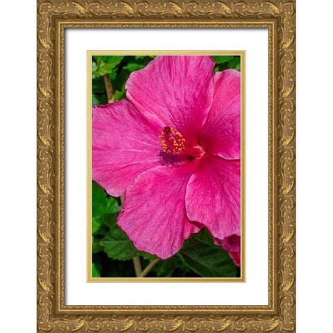 Hibiscus Gold Ornate Wood Framed Art Print with Double Matting by Engelbrecht, Jim