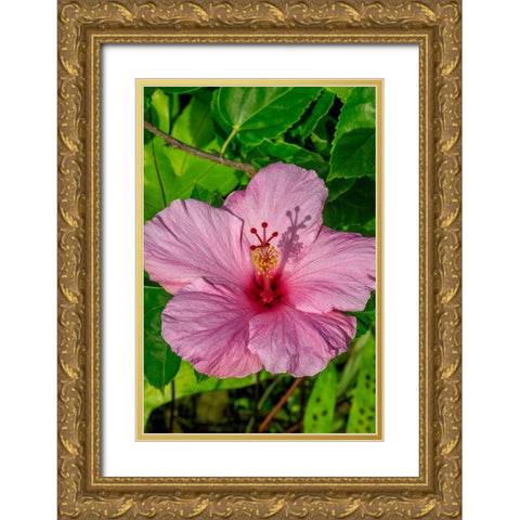 Hibiscus Gold Ornate Wood Framed Art Print with Double Matting by Engelbrecht, Jim