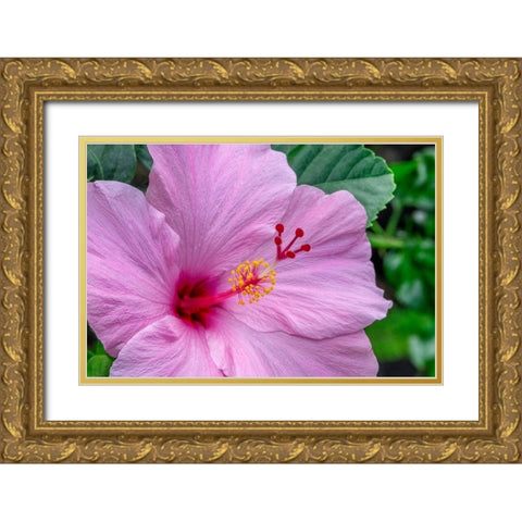 Hibiscus Gold Ornate Wood Framed Art Print with Double Matting by Engelbrecht, Jim