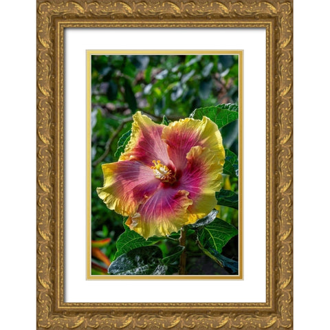 Hibiscus flower Gold Ornate Wood Framed Art Print with Double Matting by Engelbrecht, Jim
