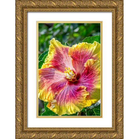 Hibiscus flower Gold Ornate Wood Framed Art Print with Double Matting by Engelbrecht, Jim