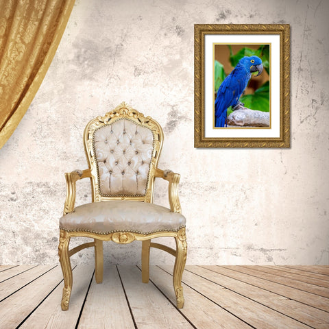 Hyacinth Macaw Gold Ornate Wood Framed Art Print with Double Matting by Engelbrecht, Jim