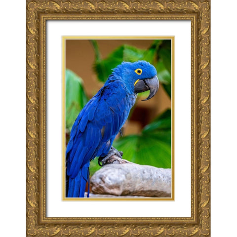 Hyacinth Macaw Gold Ornate Wood Framed Art Print with Double Matting by Engelbrecht, Jim