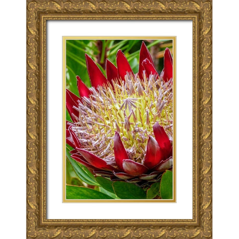 King Protea flower Gold Ornate Wood Framed Art Print with Double Matting by Engelbrecht, Jim