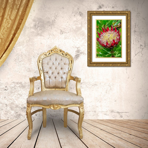 King Protea flower Gold Ornate Wood Framed Art Print with Double Matting by Engelbrecht, Jim