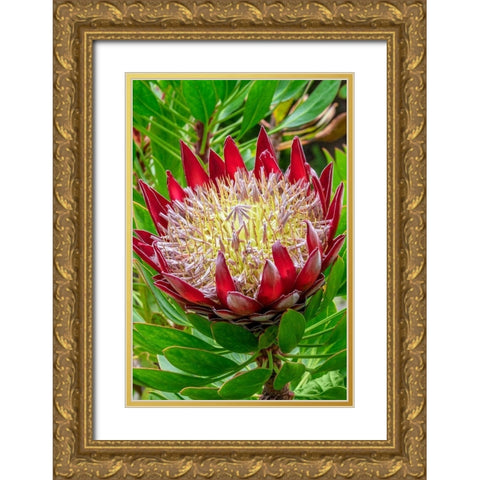 King Protea flower Gold Ornate Wood Framed Art Print with Double Matting by Engelbrecht, Jim