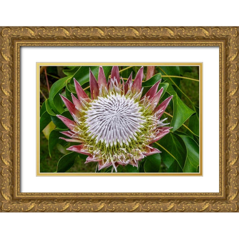 King Protea flower Gold Ornate Wood Framed Art Print with Double Matting by Engelbrecht, Jim